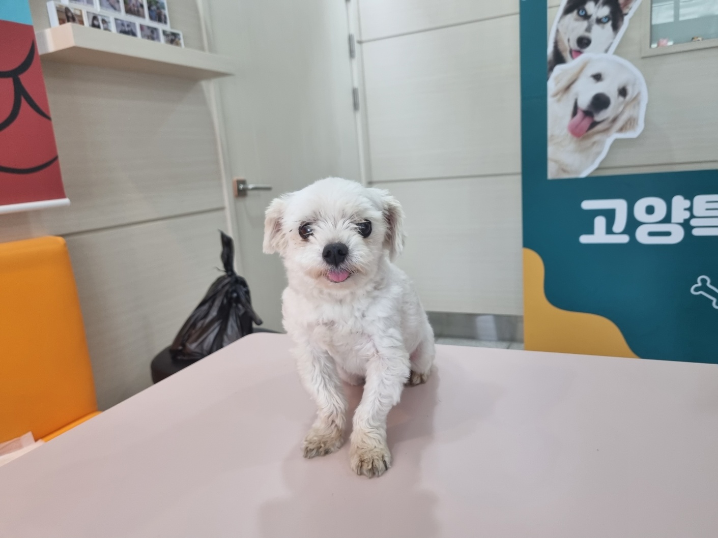 고양시동물보호센터_441394202301482